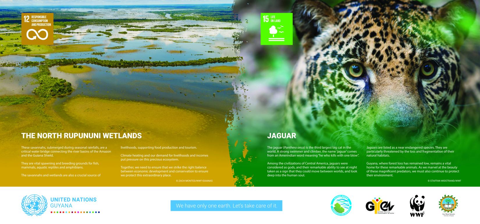 The North Rupununi Wetlands and the Jaguar