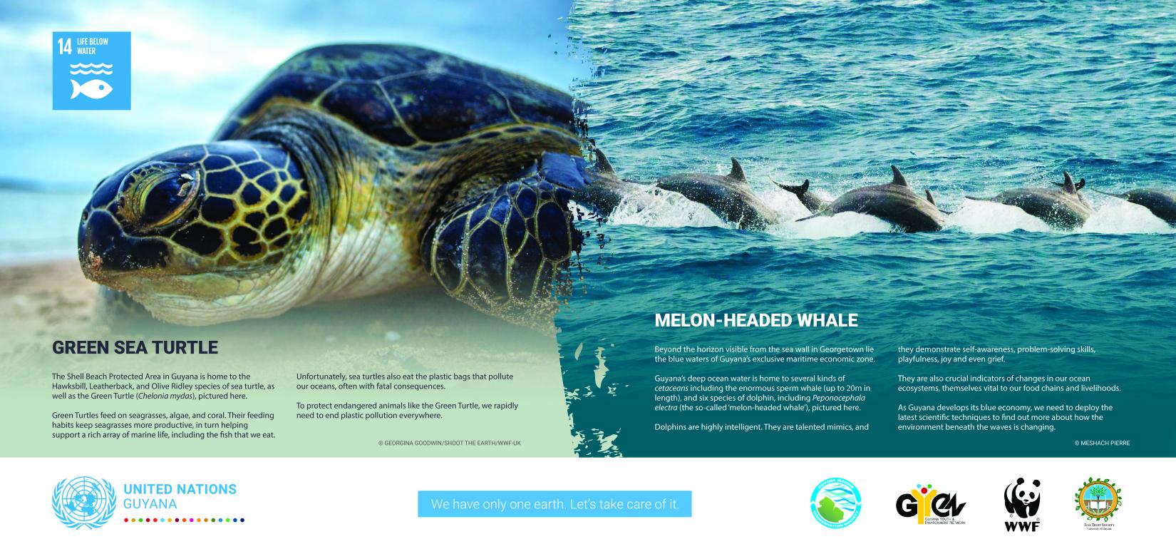 The Green Sea Turtle and the Melon-Headed Whale
