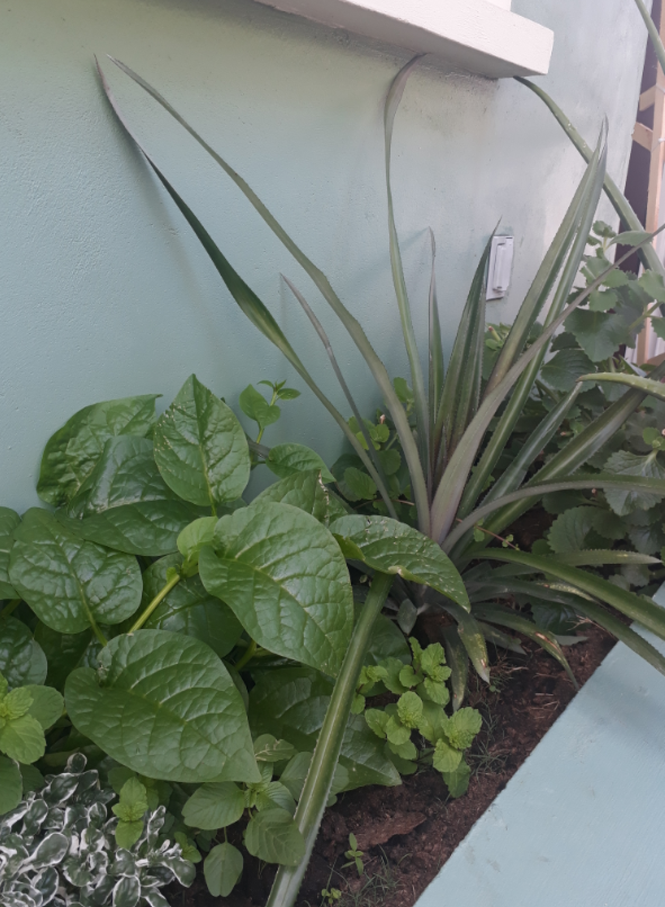 Homegrown calaloo