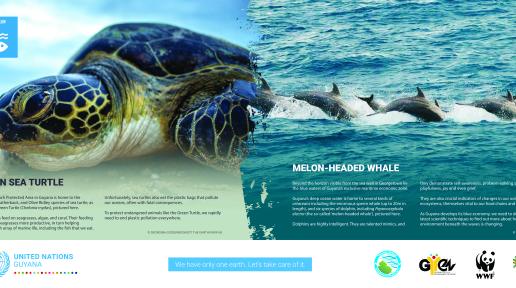 The Green Sea Turtle and the Melon-Headed Whale